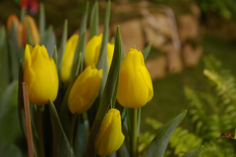 macro fleurs: macro fleurs 026